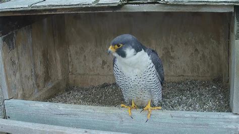 falconcam project|cal falcons nest cam live.